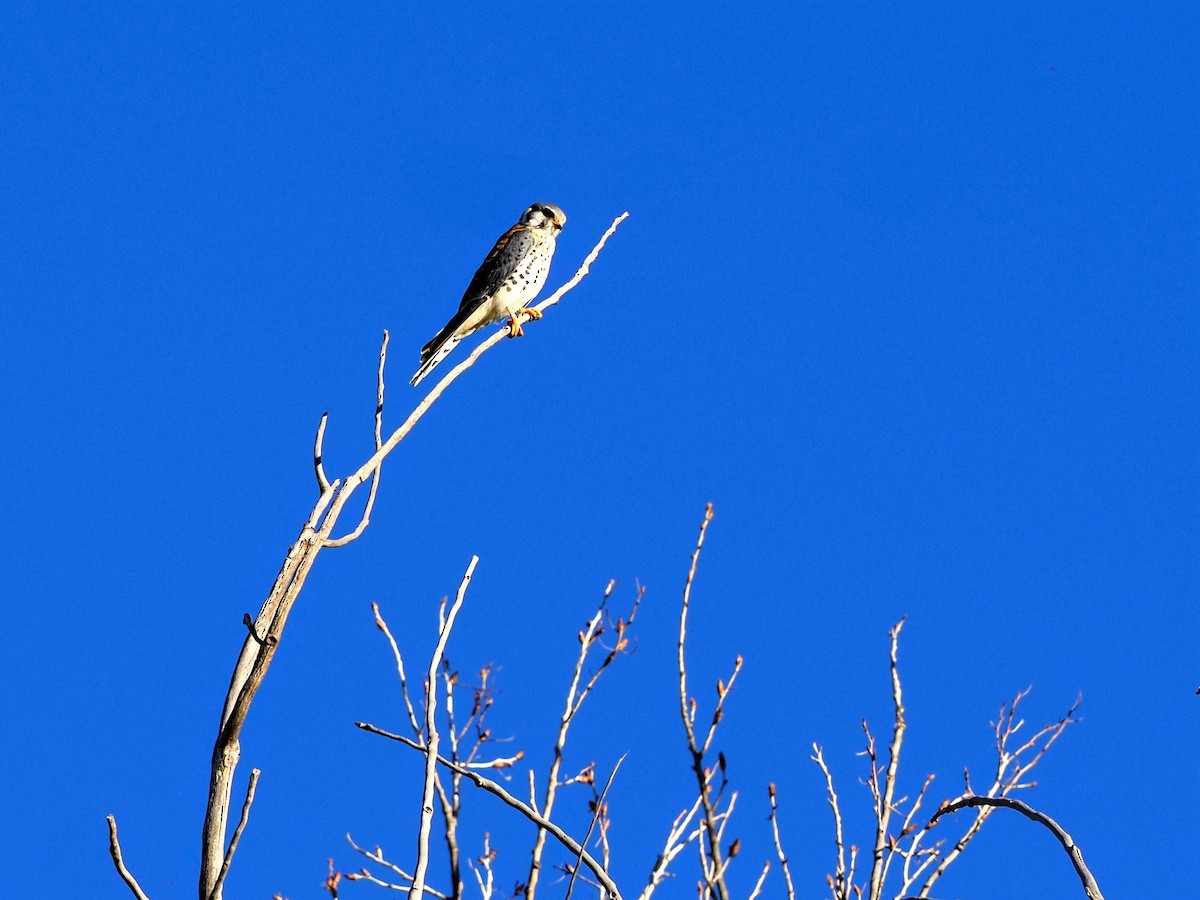 American Kestrel - ML494324691