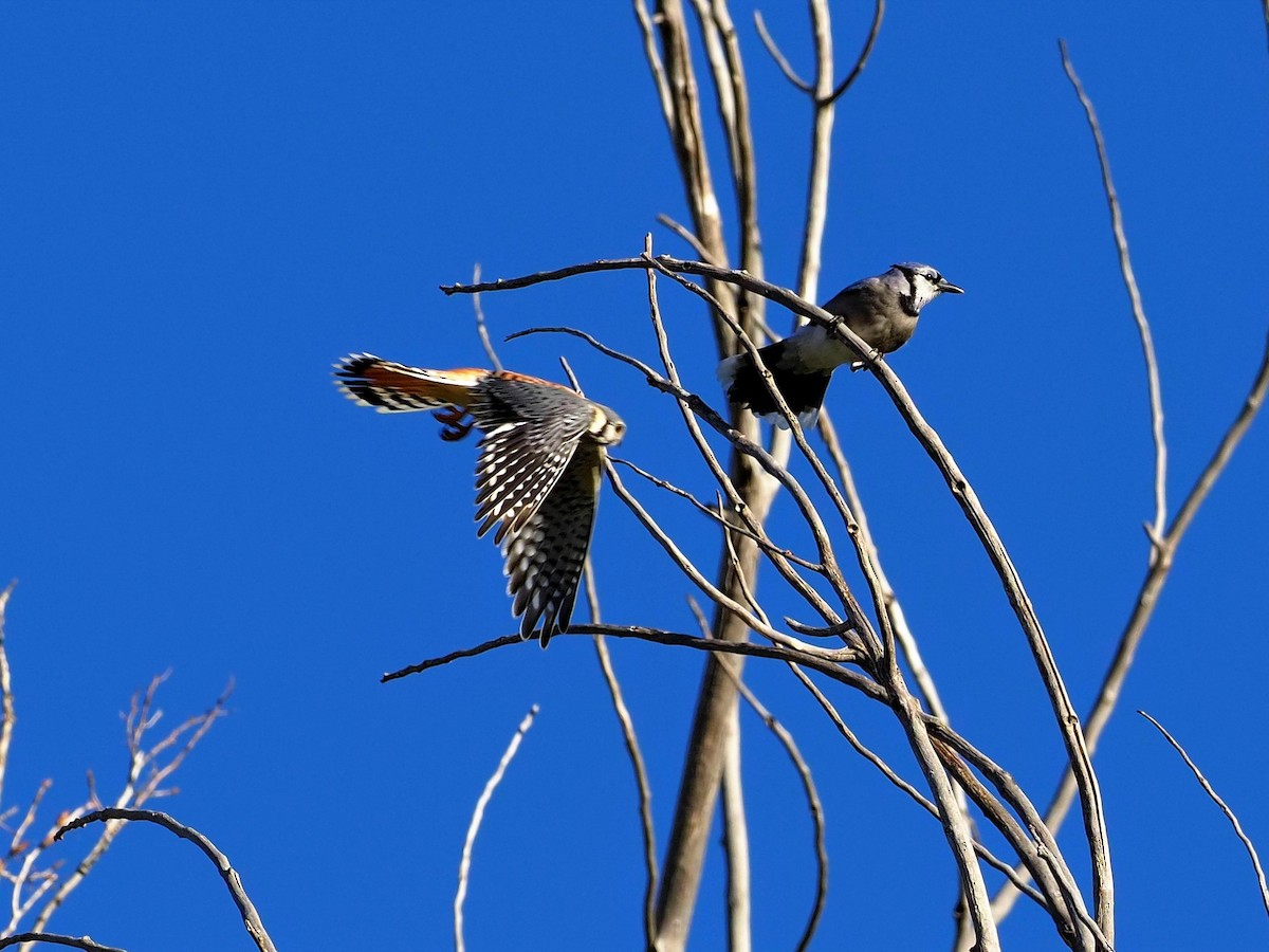 American Kestrel - ML494324701