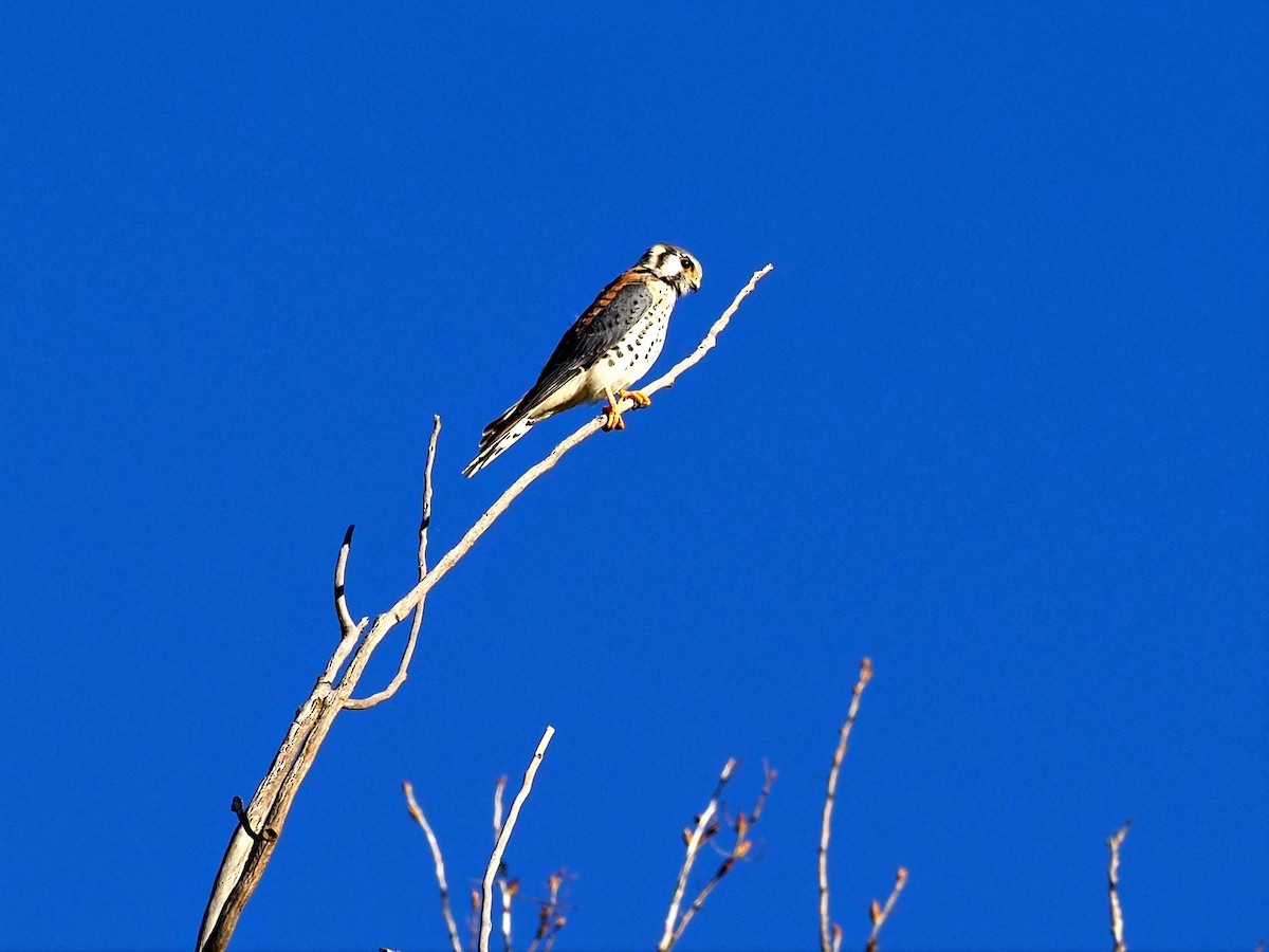 American Kestrel - ML494324711