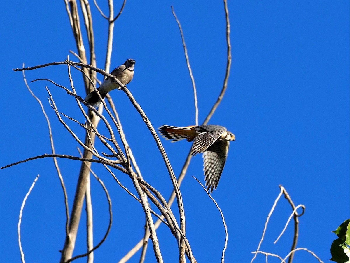 American Kestrel - ML494324721