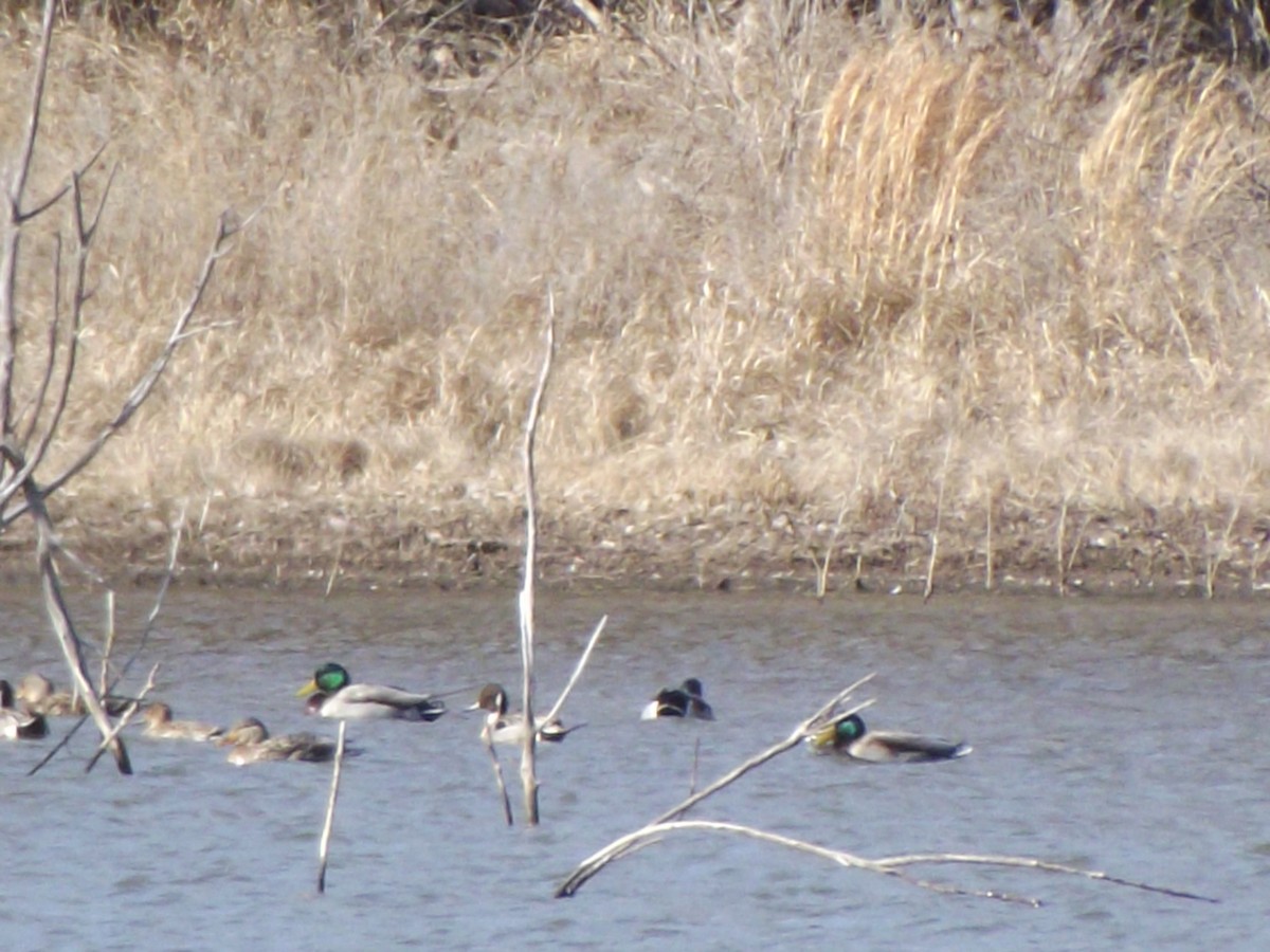 Northern Pintail - ML49432581