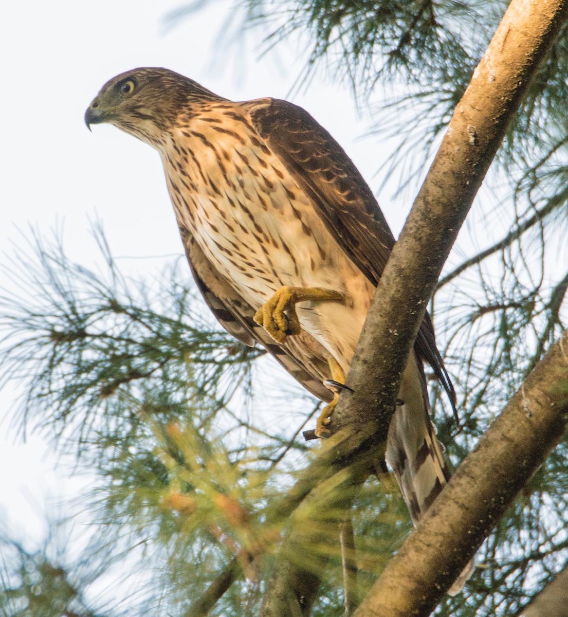 Cooper's Hawk - ML494328771