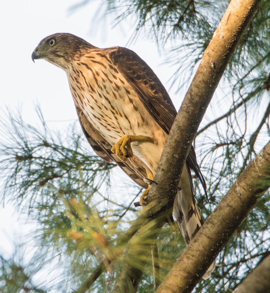 Cooper's Hawk - ML494328781