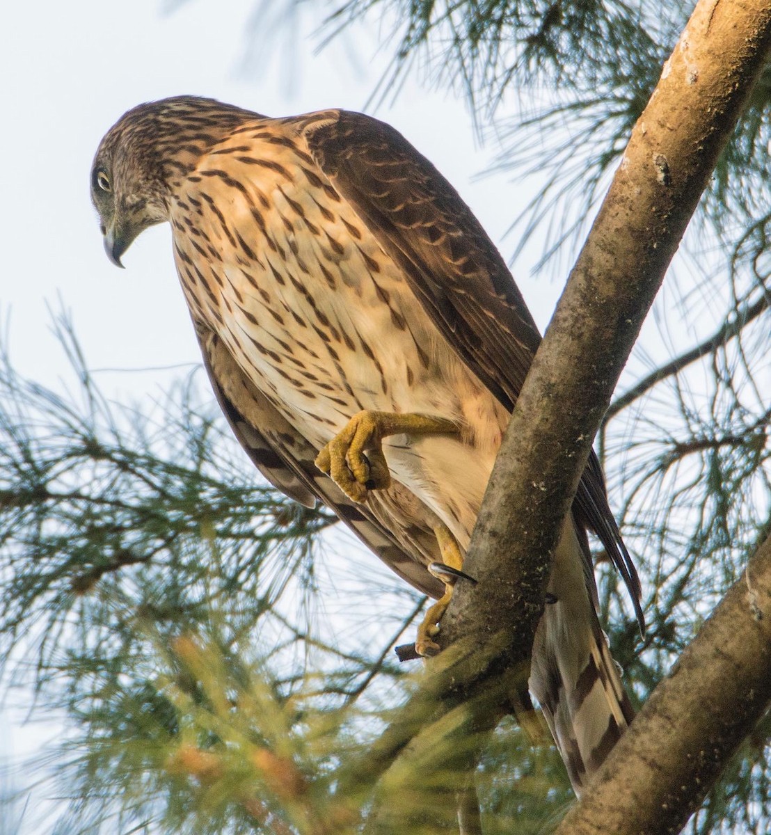 Cooper's Hawk - ML494328791