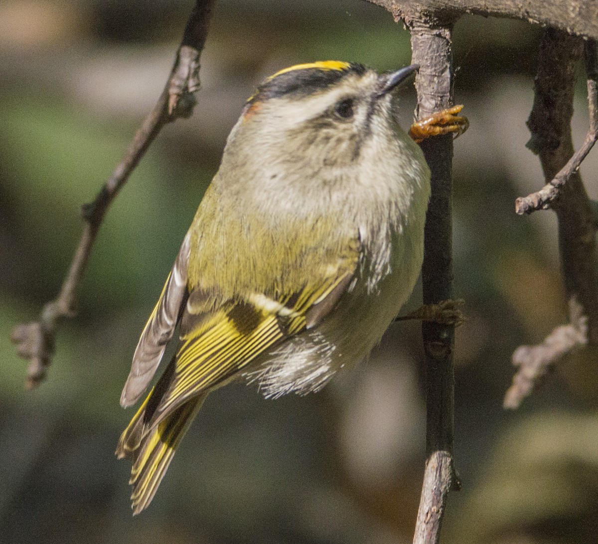 Golden-crowned Kinglet - ML494329051