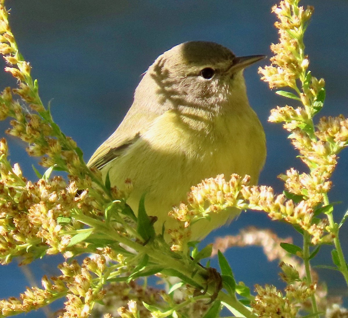 Orange-crowned Warbler (celata) - ML494329281