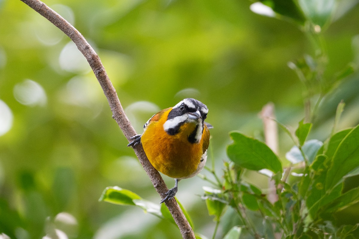 Western Spindalis (Cuban) - Kyle Matera