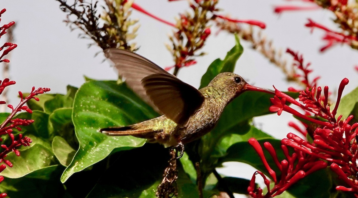 gyllenkolibri - ML494330871