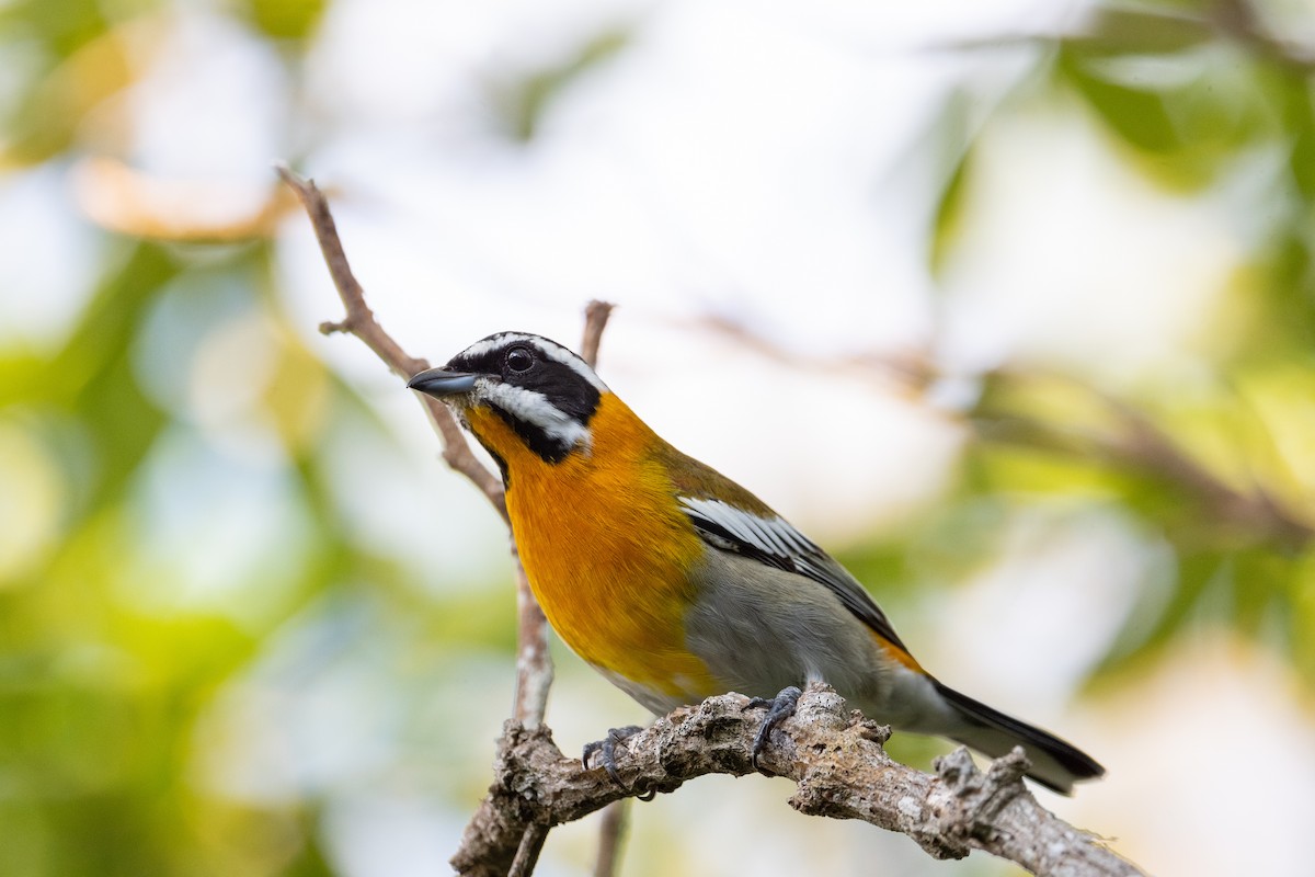 Western Spindalis (Cuban) - Kyle Matera