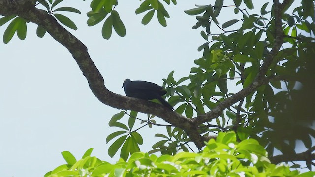 Slaty Cuckoo-Dove - ML494332471