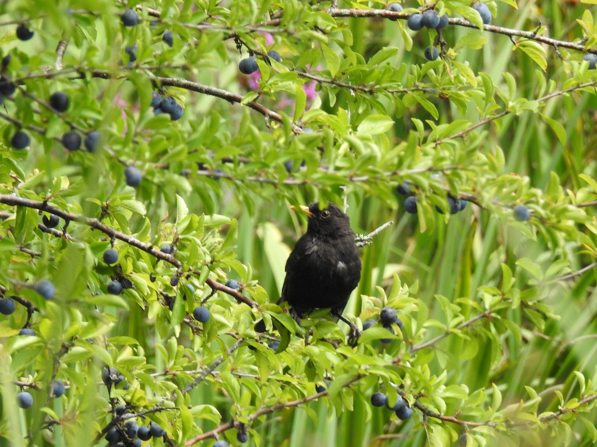 Eurasian Blackbird - ML494333341