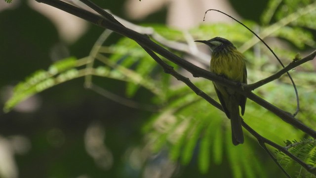 Black-chested Honeyeater - ML494333401