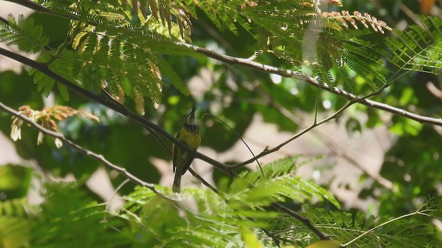 Black-chested Honeyeater - ML494333411