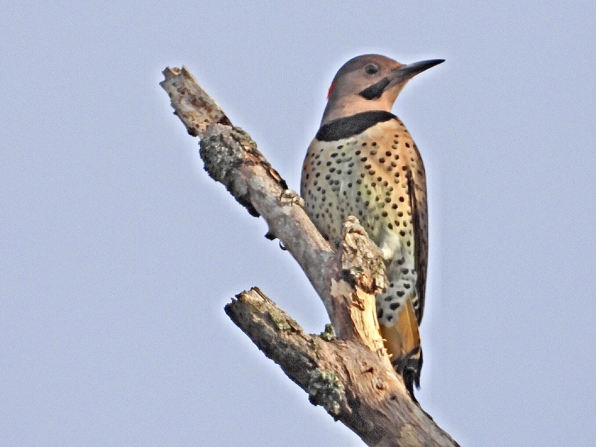 Northern Flicker - ML494333491