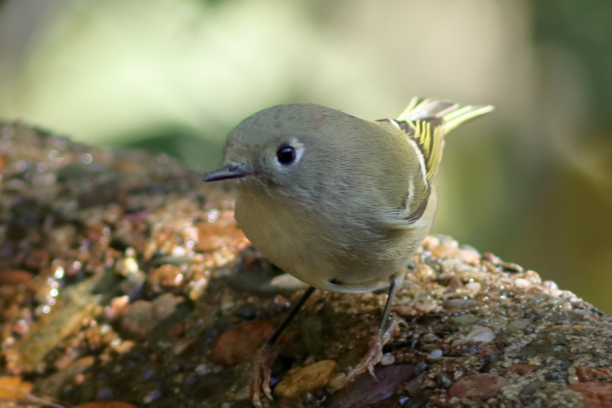 Ruby-crowned Kinglet - ML494334451