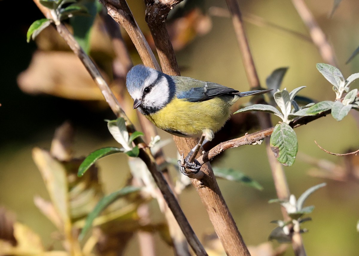 Eurasian Blue Tit - ML494335071