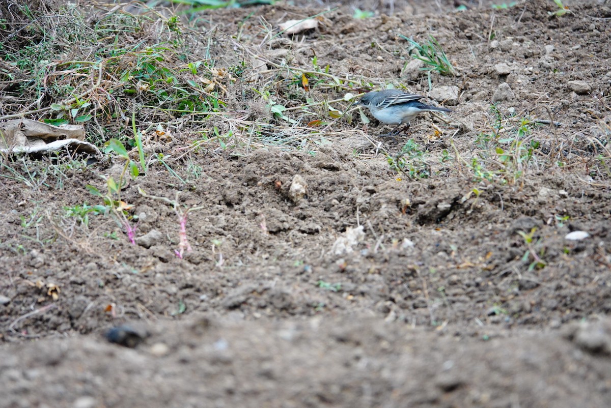 Eastern Yellow Wagtail (Manchurian) - ML494335151