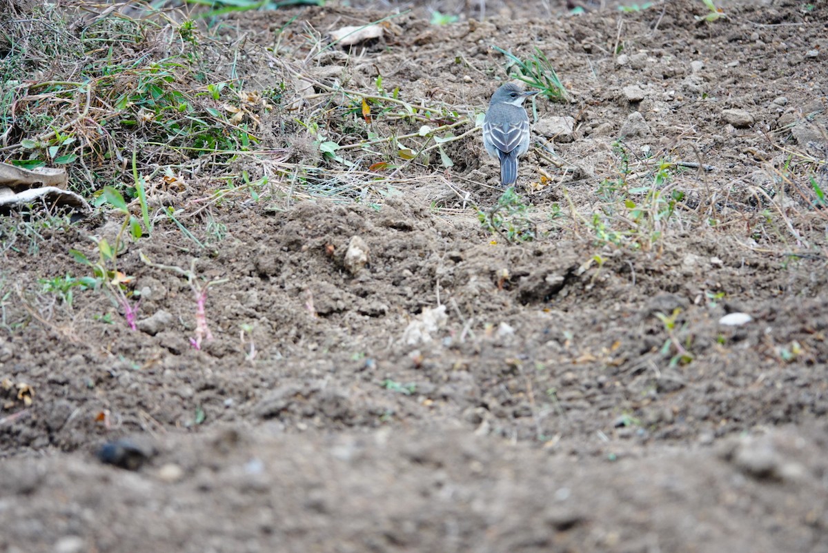 Eastern Yellow Wagtail (Manchurian) - ML494335161