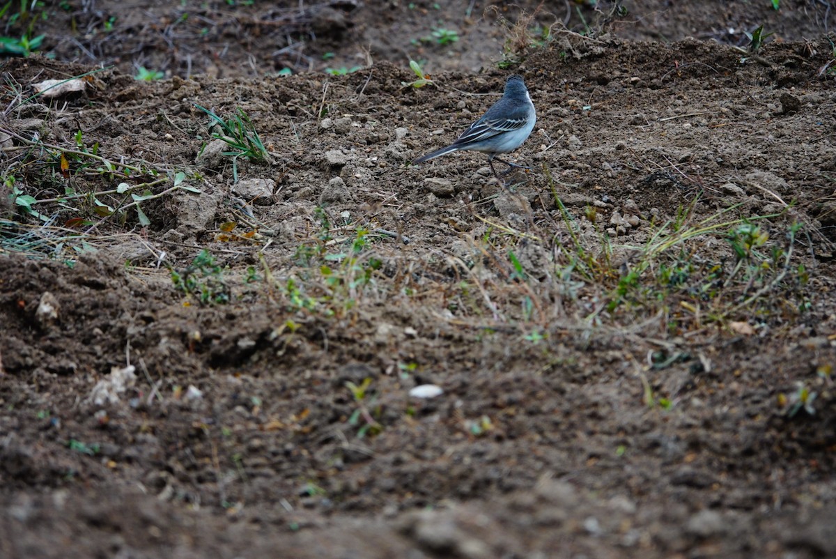 Eastern Yellow Wagtail (Manchurian) - ML494335181