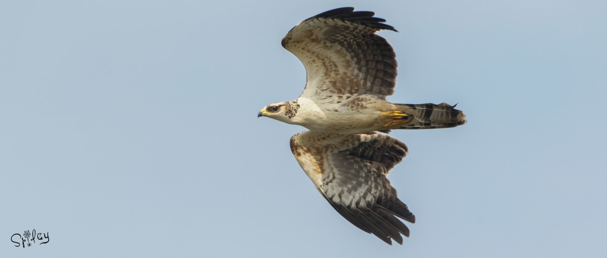 Oriental Honey-buzzard - ML494336201