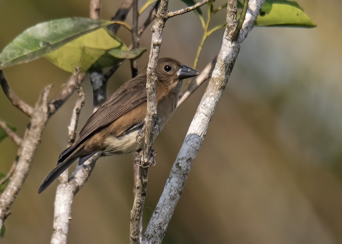 Cone-billed Tanager - ML494337371
