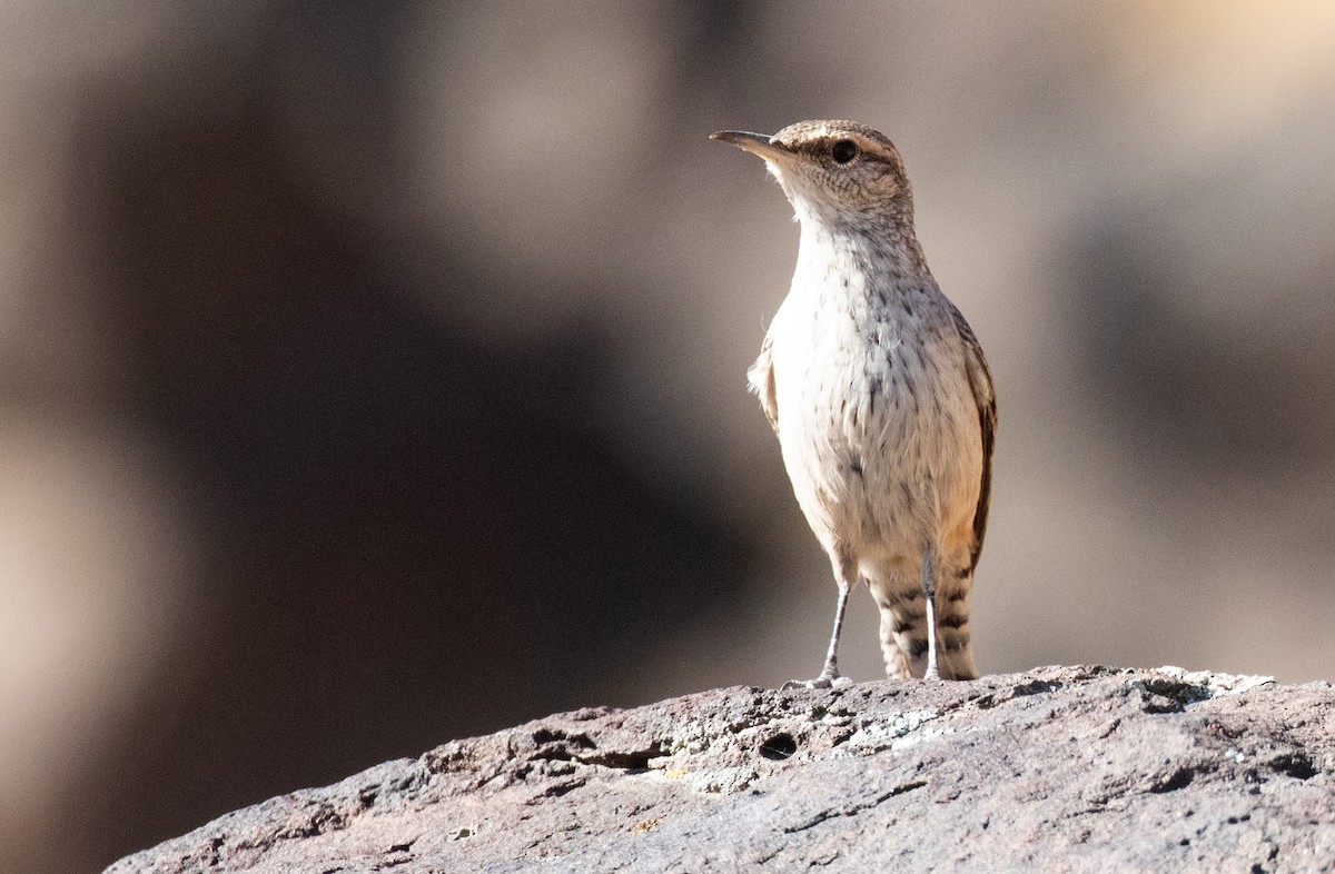 Rock Wren - ML494337991