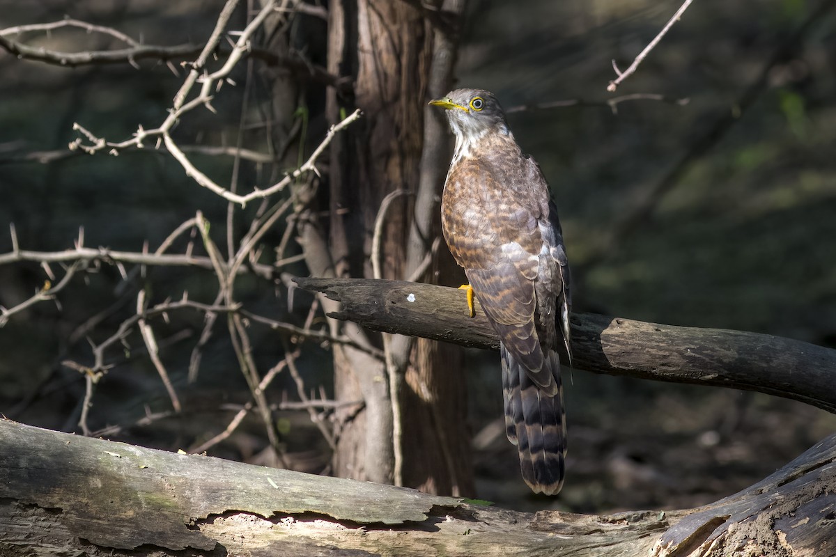 Common Hawk-Cuckoo - Kavi Nanda