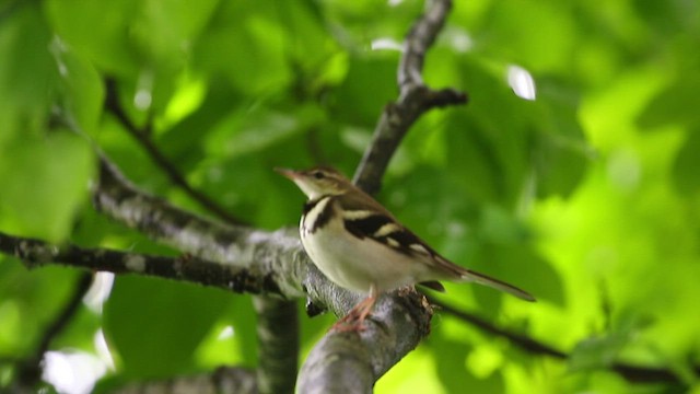 Bergeronnette de forêt - ML494338961