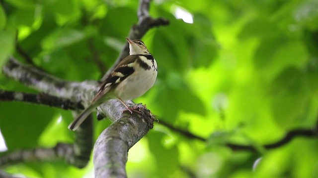 Forest Wagtail - ML494338971