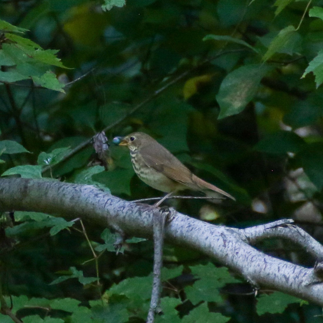 Hermit Thrush - ML494340071