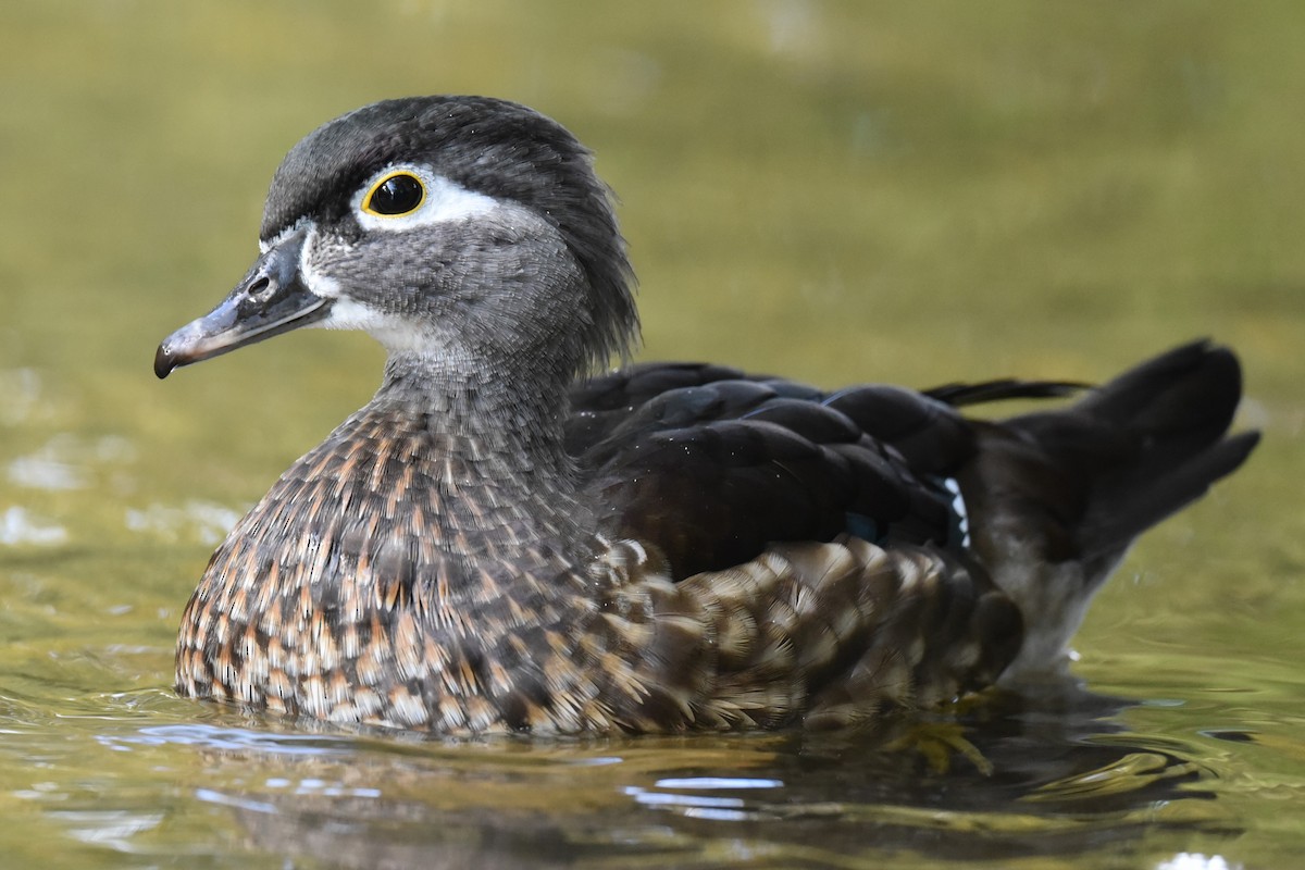 Wood Duck - Christoph Randler