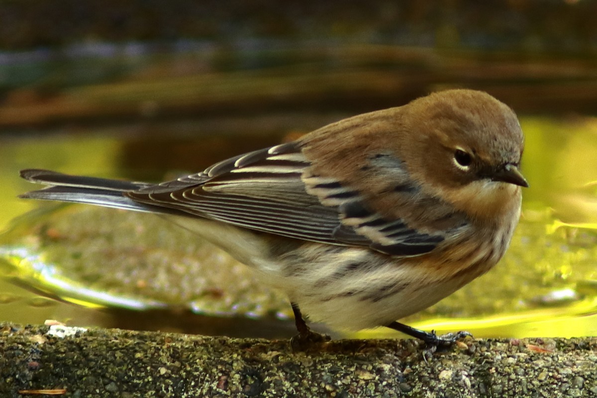 Yellow-rumped Warbler (Myrtle) - ML494340621