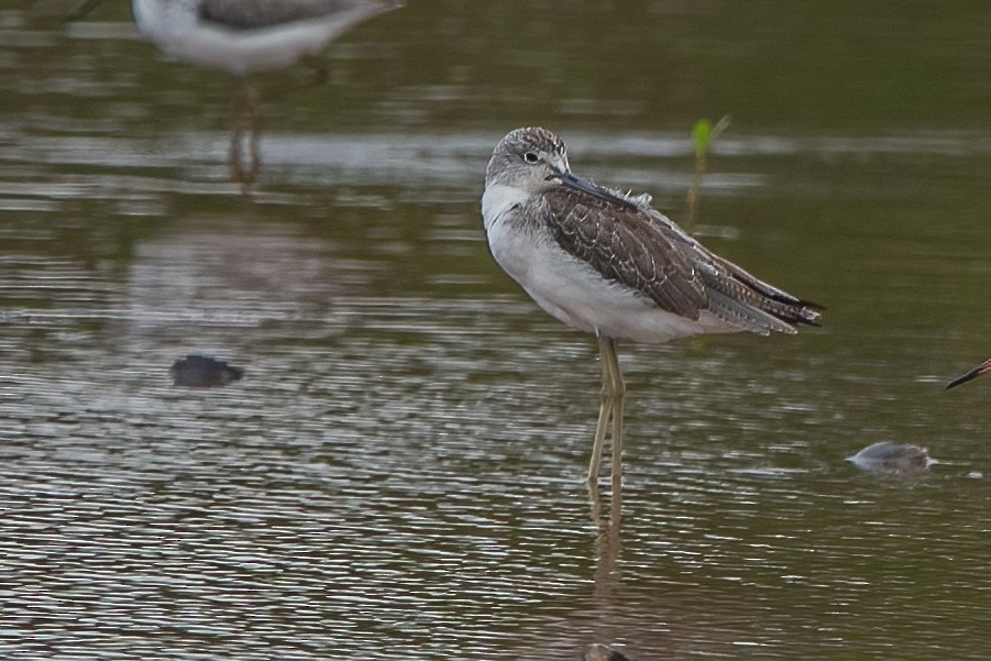 Common Greenshank - ML494340751