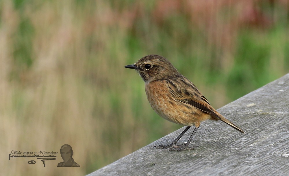 European Stonechat - ML494341051
