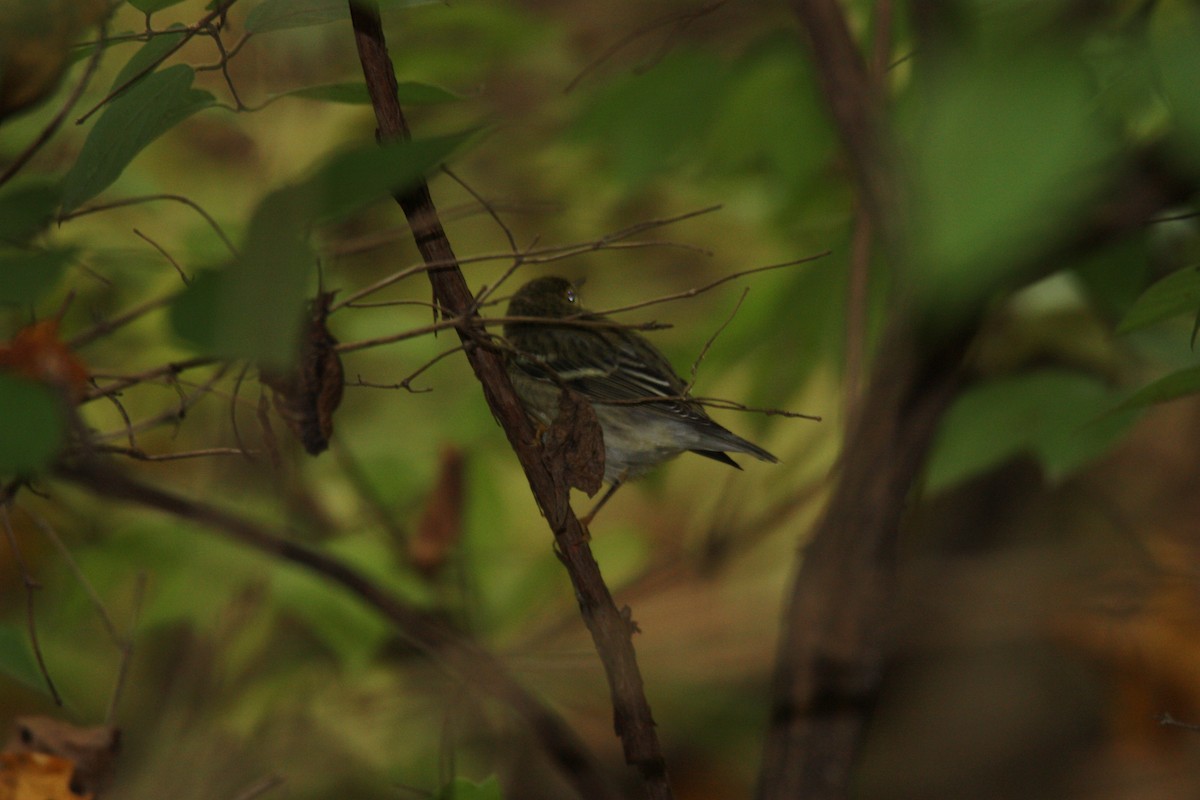 Blackpoll Warbler - ML494341551