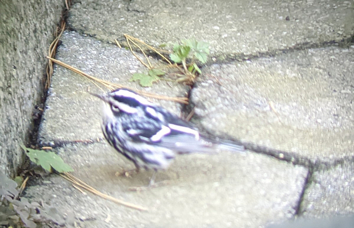 Black-and-white Warbler - ML494343061