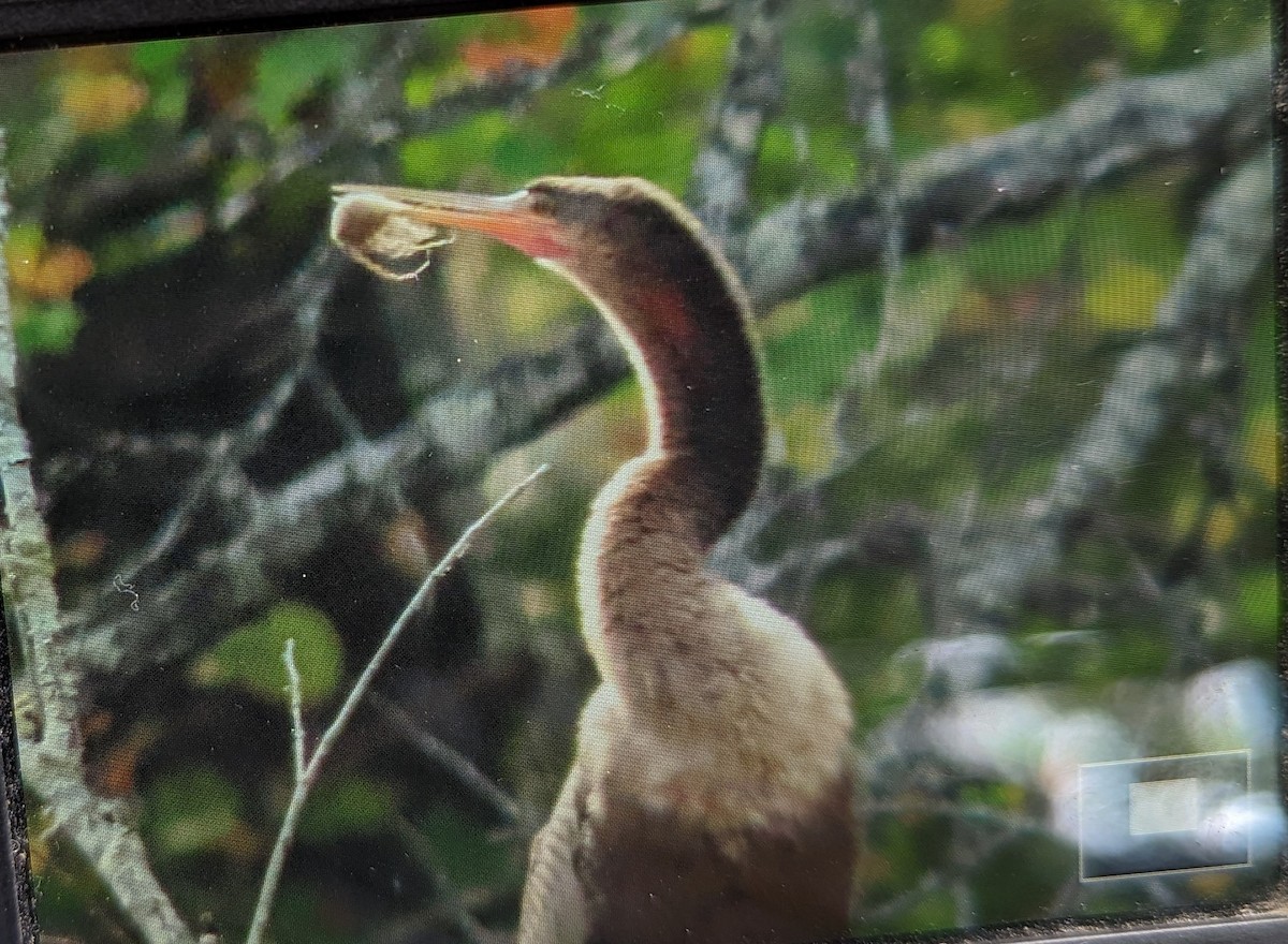 Anhinga Americana - ML494343171