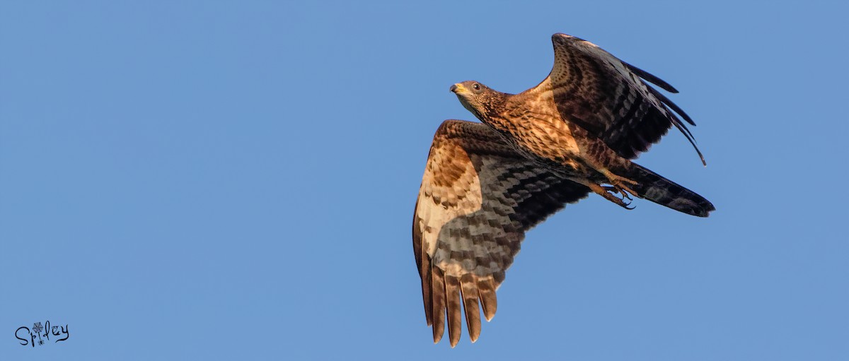 Oriental Honey-buzzard - ML494343411