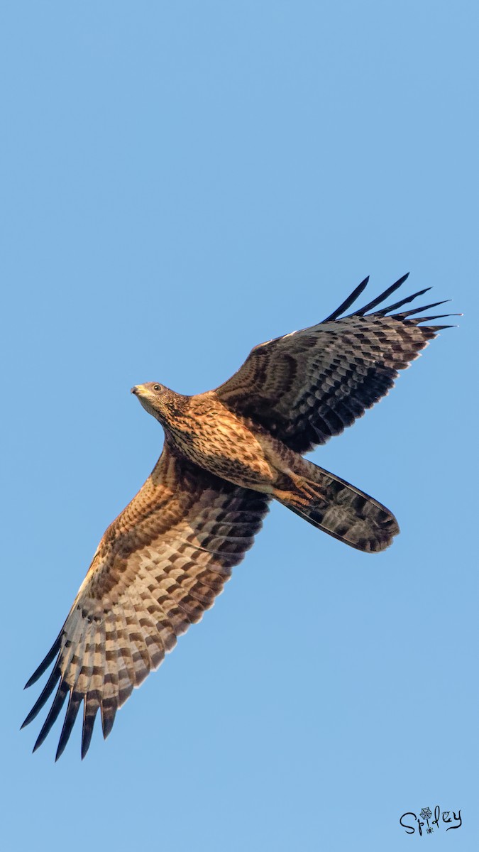 Oriental Honey-buzzard - ML494343471