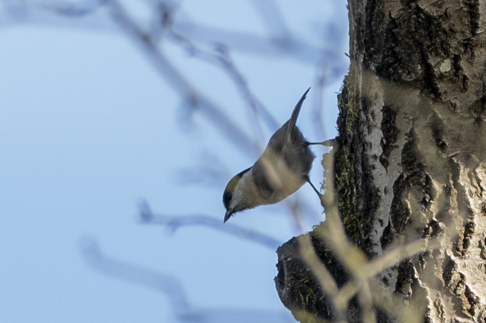 Willow Tit - Cornelia Hürzeler