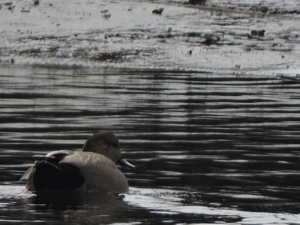 Бор нугас - ML49434571