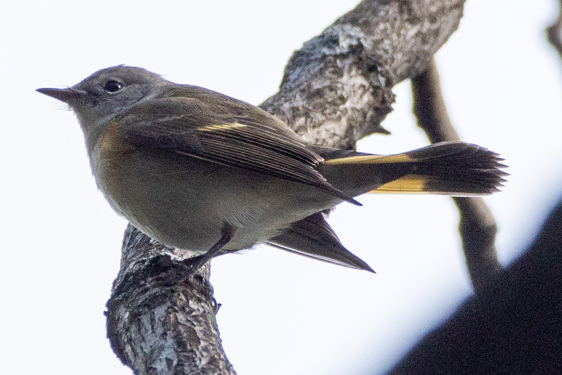 American Redstart - ML494349901