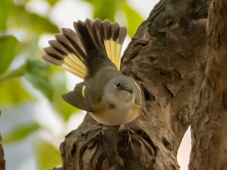 American Redstart - ML494349911