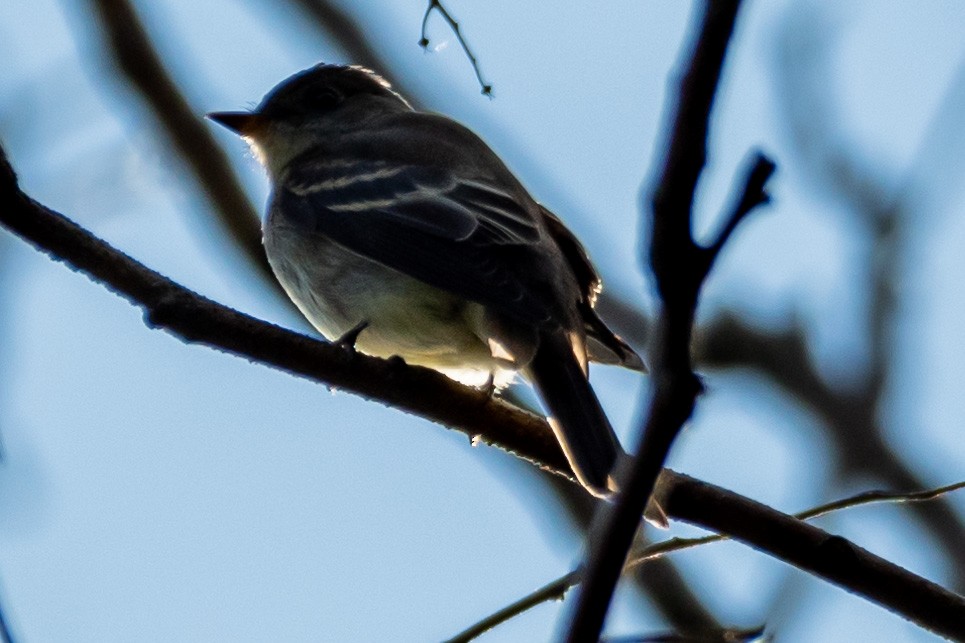 Eastern Wood-Pewee - ML494350021