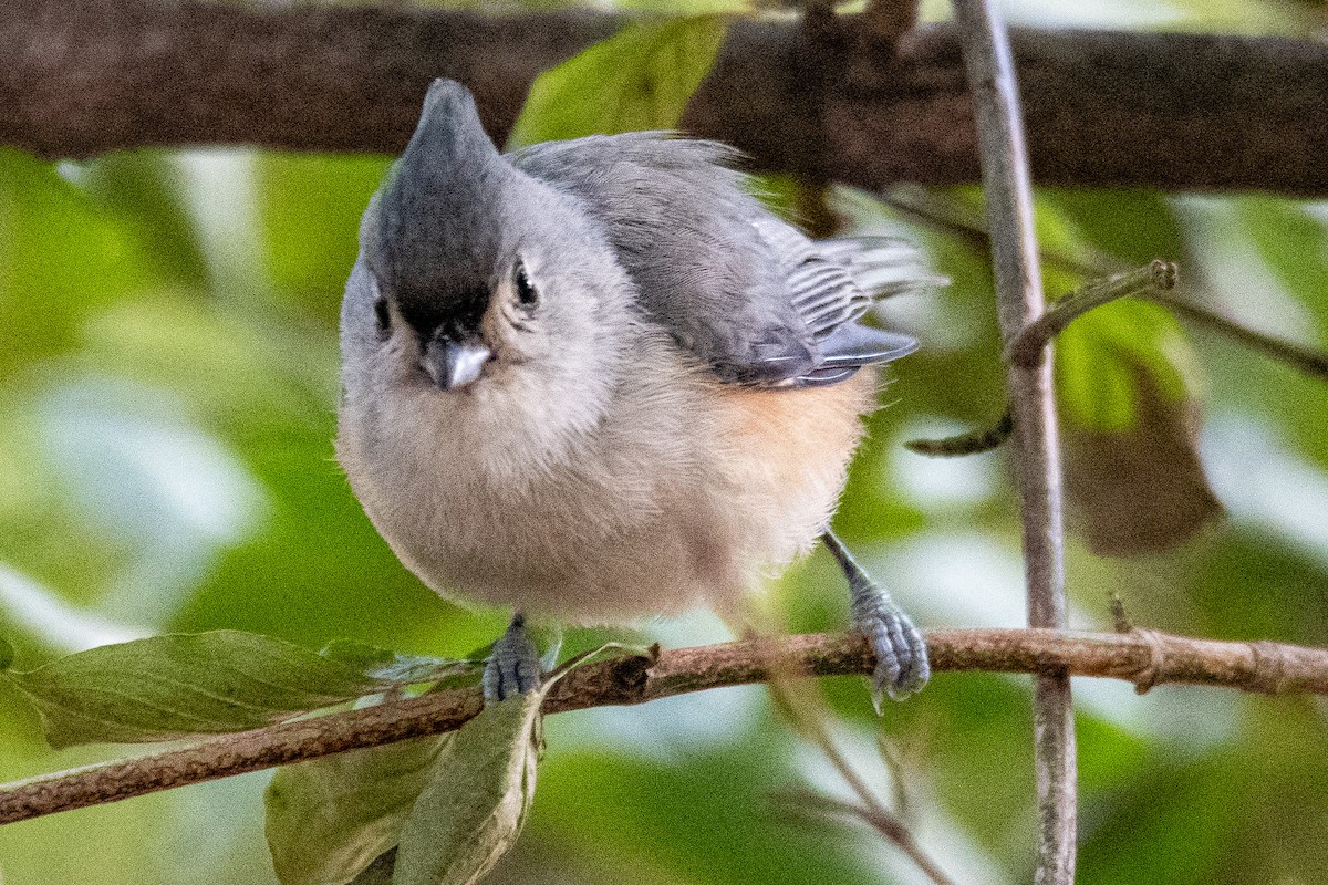 Tufted Titmouse - ML494350061