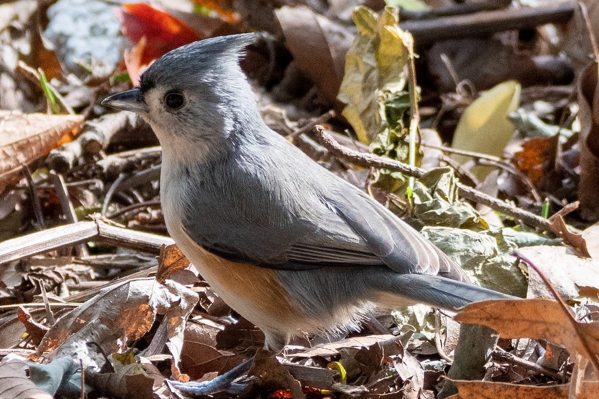 Tufted Titmouse - Megan Taggart