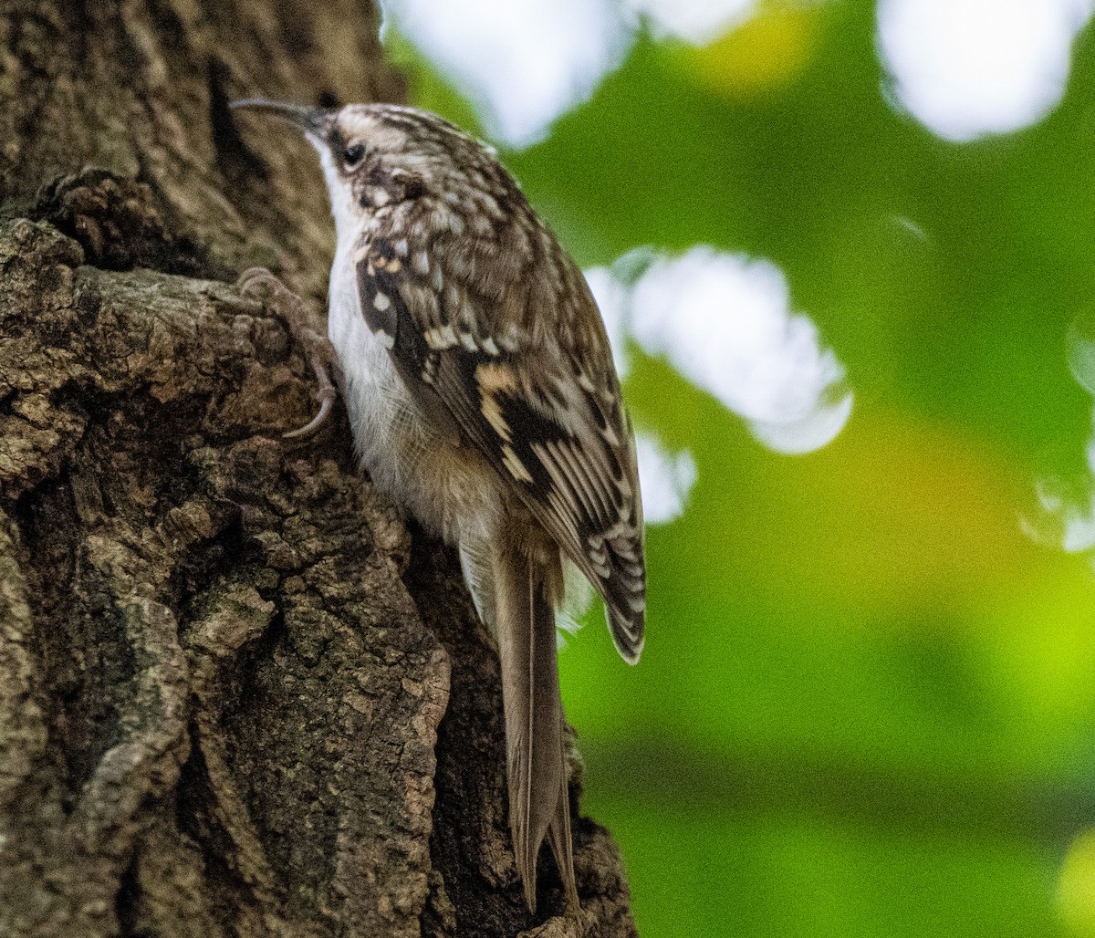 Brown Creeper - ML494350121