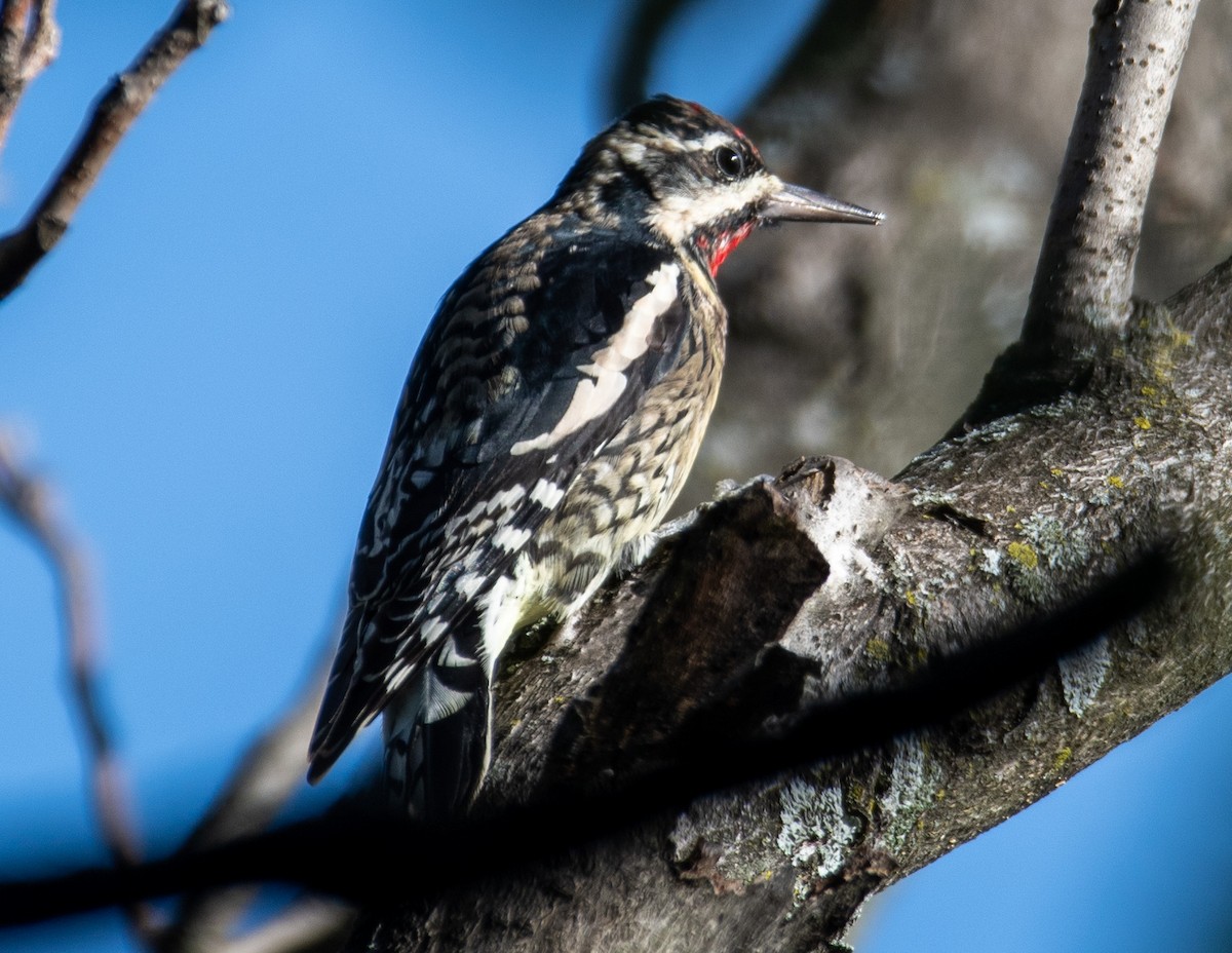 Yellow-bellied Sapsucker - ML494350191