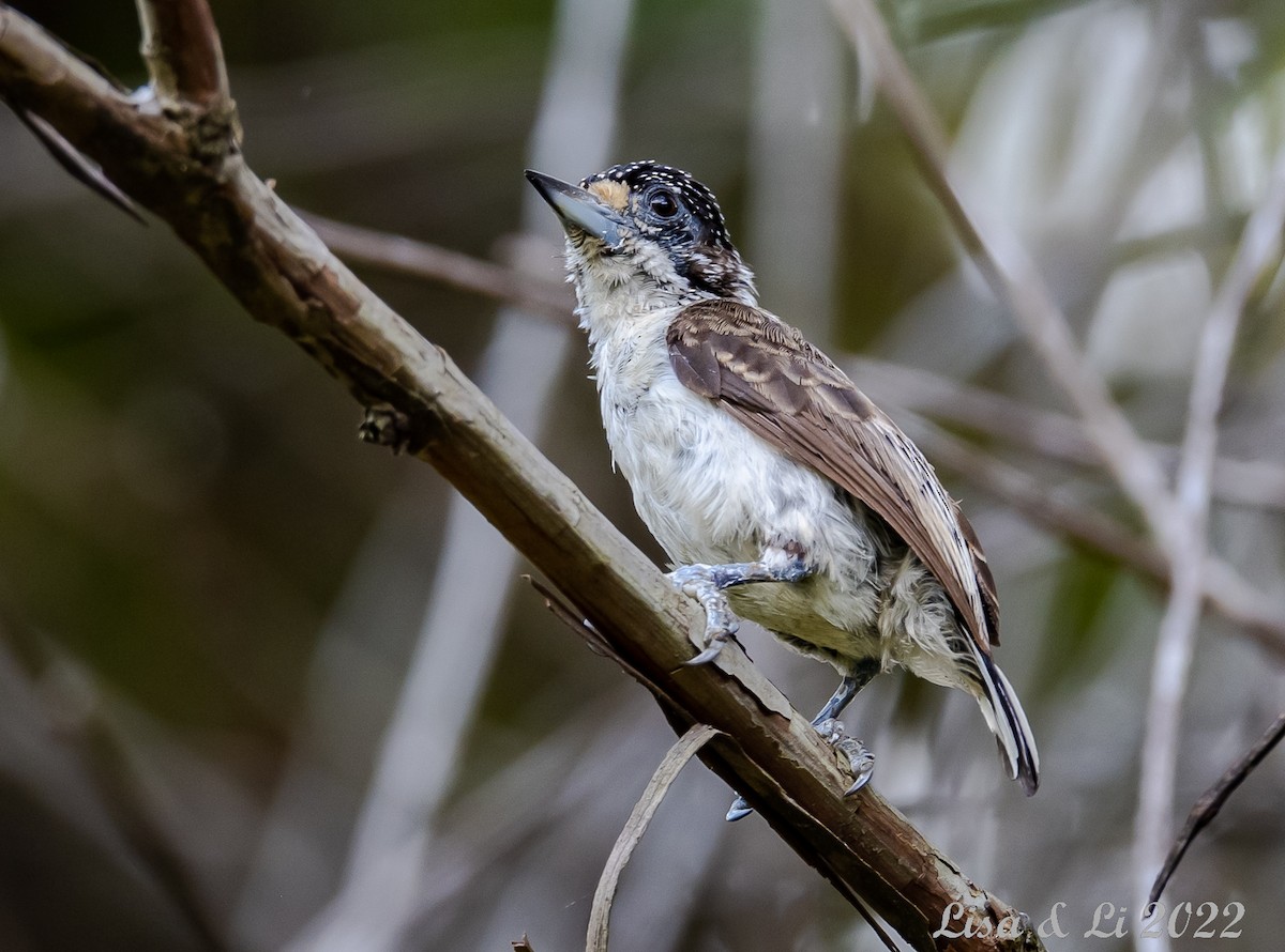 White-bellied Piculet - ML494350501