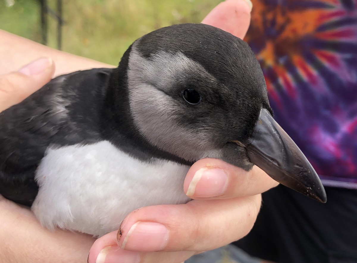 Atlantic Puffin - ML494350691